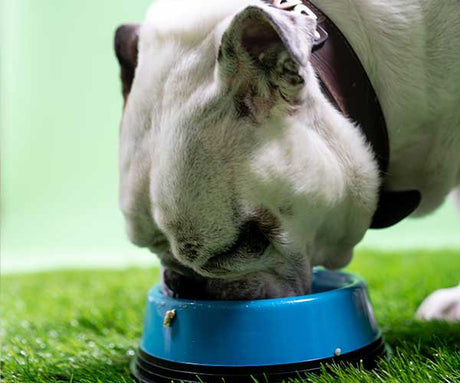 Raw Dog Food for Beginners: A Guide to Acabonac Pet Raw Dog Food