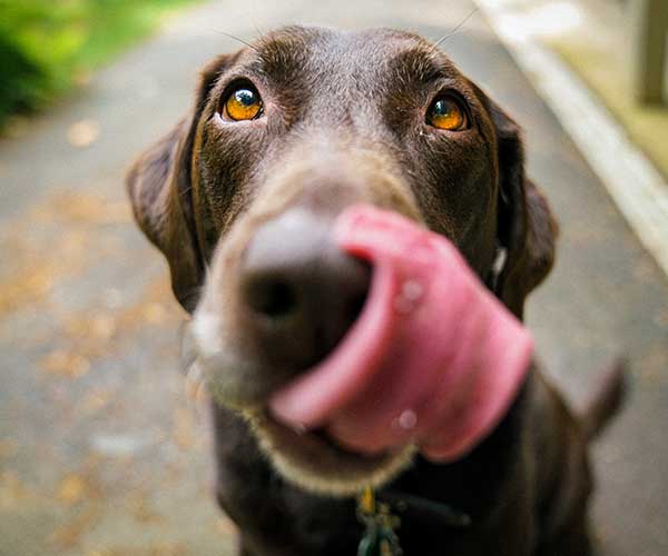 What to Do When Your Dog Won't Eat Raw Food: Tips and Tricks