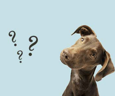How To Transition A Dog To Raw Food