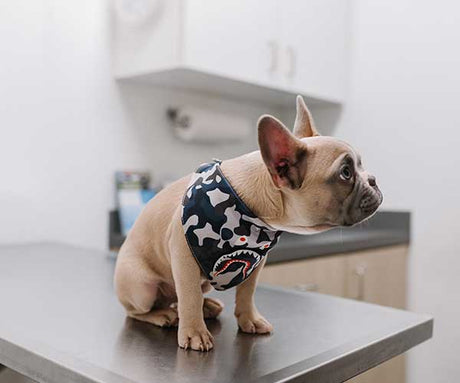 Talking to Your Vet About Acabonac Pet Raw Dog Food
