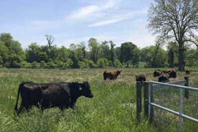 Grass Fed Beef Liver Is the Best Source of Vitamin A