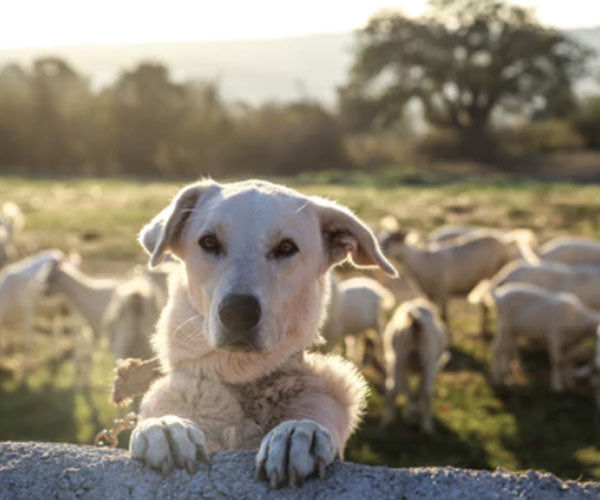 Benefits of Eating Raw Dog Food