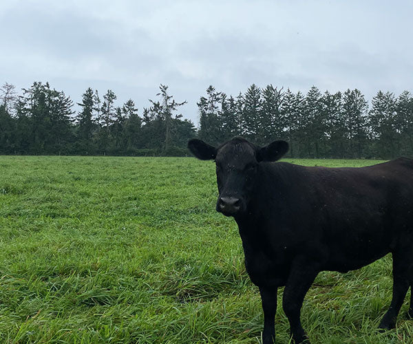 cattle raised for beef in the us