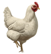 Pasture Raised Chicken