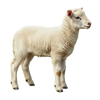Pasture Raised Lamb